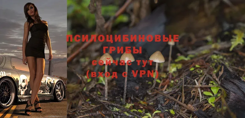 магазин    кракен маркетплейс  Псилоцибиновые грибы MAGIC MUSHROOMS  Тара 